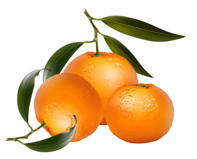Florida Navel Oranges