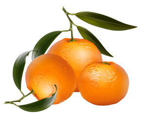Florida Navel Oranges